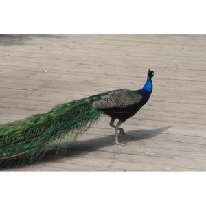 Meet your Posher, Storm